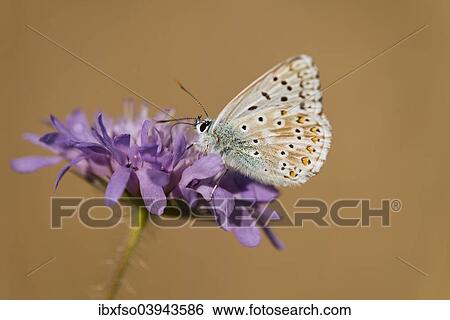 "Adonis Blue (Polyommatus bellargus, Lysandra bellargus) feeding on nectar, Thuringia, Germany, Europe" View Large Photo Image Stock Photograph - "Adonis Blue (Polyommatus bellargus, Lysandra bellargus) feeding on nectar, Thuringia, Germany, Europe". Fotosearch