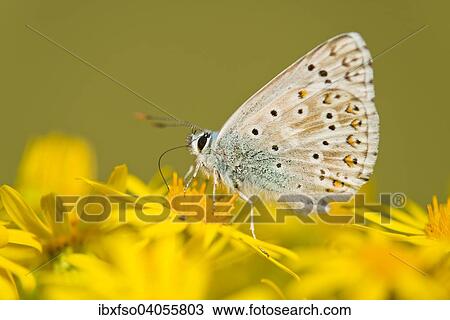 "Adonis Blue (Polyommatus bellargus syn Lysandra bellargus), feeding on nectar, Thuringia, Germany, Europe" View Large Photo Image Stock Image - "Adonis Blue (Polyommatus bellargus syn Lysandra bellargus), feeding on nectar, Thuringia, Germany, Europe". Fotosearch