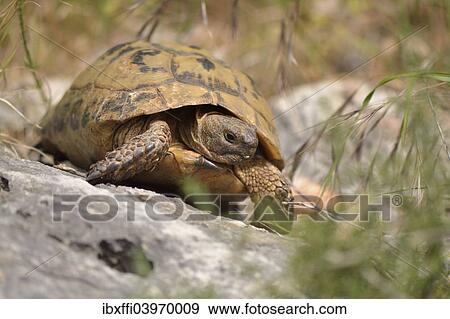"Adult Asia Minor Tortoise (Testudo graeca ibera) near? Çï? ÇïKas, Lycia, south-west Turkey" View Large Photo Image Stock Photo - "Adult Asia Minor Tortoise (Testudo graeca ibera) near? Çï? ÇïKas, Lycia, south-west Turkey". Fotosearch