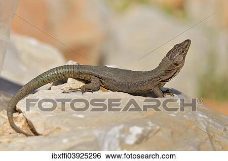 "Adult Dragonera's wall lizard (Podarcis lilfordi giglioli) with head raised, Illa Sa Dragonera, Majorca, Spain, Europe" View Large Photo Image Stock Photograph - "Adult Dragonera's wall lizard (Podarcis lilfordi giglioli) with head raised, Illa Sa Dragonera, Majorca, Spain, Europe". Fotosearch