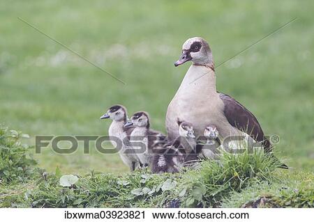 "Adult Egyptian Goose (Alopochen aegyptiacus) with chicks, North Hesse, Hesse, Germany, Europe" View Large Photo Image Stock Image - "Adult Egyptian Goose (Alopochen aegyptiacus) with chicks, North Hesse, Hesse, Germany, Europe". Fotosearch