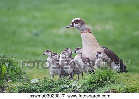 "Adult Egyptian Goose (Alopochen aegyptiacus) with chicks, North Hesse, Hesse, Germany, Europe" View Large Photo Image Stock Photo - "Adult Egyptian Goose (Alopochen aegyptiacus) with chicks, North Hesse, Hesse, Germany, Europe". Fotosearch
