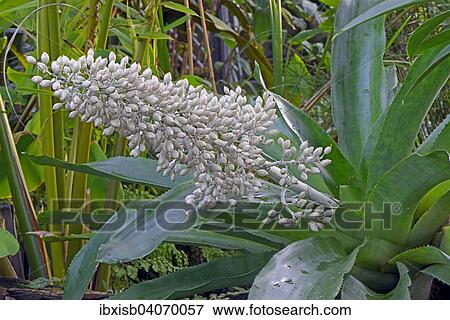 "Aechmea species (Aechmea mexicana), Central America, South America" View Large Photo Image Stock Photo - "Aechmea species (Aechmea mexicana), Central America, South America". Fotosearch