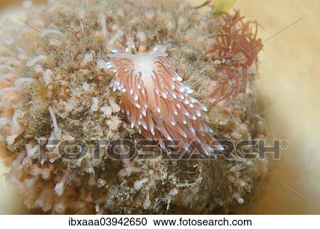 "Aeolid Nudibranch (Cuthona nana), Sea of Japan, Russia, Europe" View Large Photo Image Stock Image - "Aeolid Nudibranch (Cuthona nana), Sea of Japan, Russia, Europe". Fotosearch
