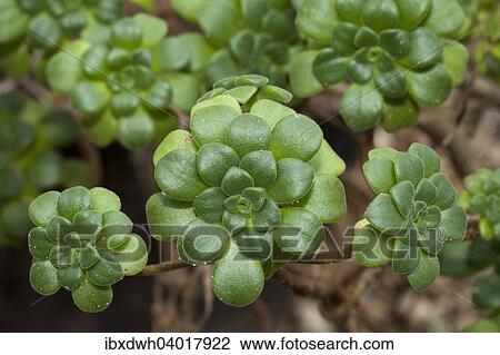 "Aeonium lindleyi, native to Tenerife, La Palma" View Large Photo Image Stock Image - "Aeonium lindleyi, native to Tenerife, La Palma". Fotosearch