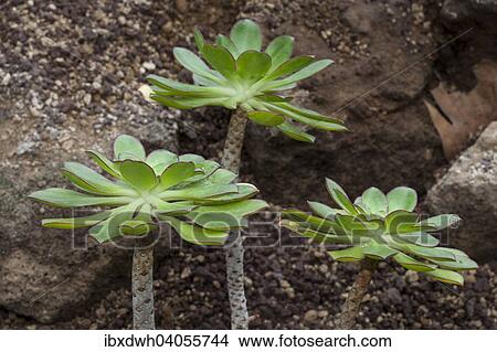 "Aeonium species (Aeonium ciliatum), native to the Canary Islands" View Large Photo Image Picture - "Aeonium species (Aeonium ciliatum), native to the Canary Islands". Fotosearch