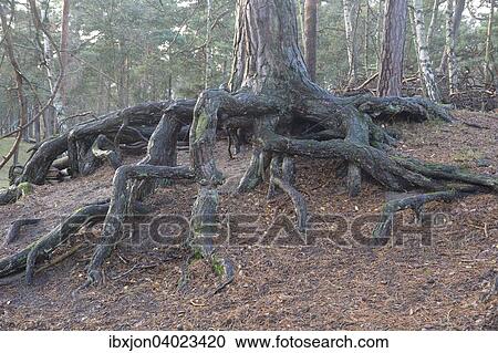 "Aerial roots in a pine tree forest, planted to stop a sand drift during the 19th century, Ystad, Sweden, Europe" View Large Photo Image Stock Image - "Aerial roots in a pine tree forest, planted to stop a sand drift during the 19th century, Ystad, Sweden, Europe". Fotosearch