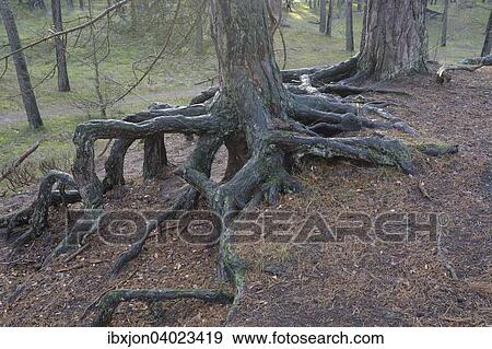 "Aerial roots in a pine tree forest, planted to stop a sand drift during the 19th century, Ystad, Sweden, Europe" View Large Photo Image Stock Photo - "Aerial roots in a pine tree forest, planted to stop a sand drift during the 19th century, Ystad, Sweden, Europe". Fotosearch