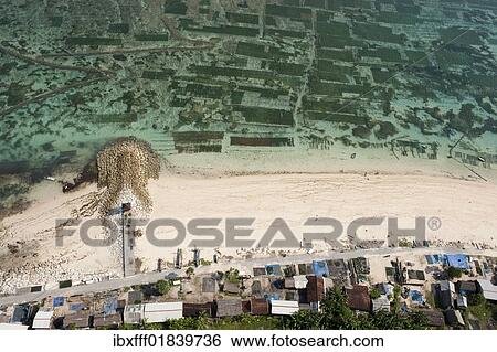 "Aerial view, beach with fishermen's huts and water plants plantation, Bali Cliff, East Coast, Bali, Indonesia, Southeast Asia, Asia" View Large Photo Image Stock Photograph - "Aerial view, beach with fishermen's huts and water plants plantation, Bali Cliff, East Coast, Bali, Indonesia, Southeast Asia, Asia". Fotosearch