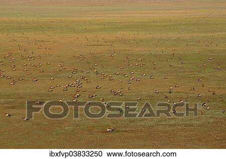 "Aerial view, Black lechwes (Kobus leche smithemani), Bangweulu swamps, Luapula Province, Zambia, Africa" View Large Photo Image Stock Image - "Aerial view, Black lechwes (Kobus leche smithemani), Bangweulu swamps, Luapula Province, Zambia, Africa". Fotosearch