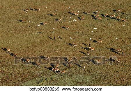"Aerial view, Black lechwes (Kobus leche smithemani), Bangweulu Swamps, Luapula Province, Zambia, Africa" View Large Photo Image Stock Photo - "Aerial view, Black lechwes (Kobus leche smithemani), Bangweulu Swamps, Luapula Province, Zambia, Africa". Fotosearch