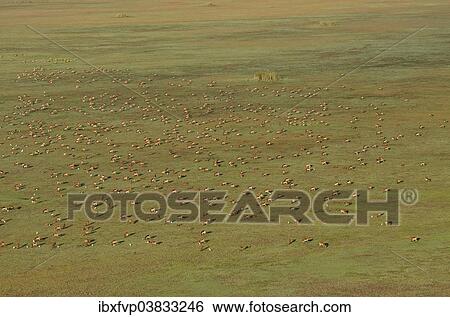 "Aerial view, Black lechwes (Kobus leche smithemani), Bangweulu swamps, Luapula Province, Zambia, Africa" View Large Photo Image Stock Photograph - "Aerial view, Black lechwes (Kobus leche smithemani), Bangweulu swamps, Luapula Province, Zambia, Africa". Fotosearch