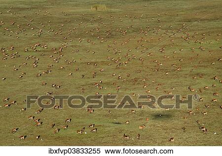 "Aerial view, Black lechwes (Kobus leche smithemani), Bangweulu swamps, Luapula Province, Zambia, Africa" View Large Photo Image Stock Photography - "Aerial view, Black lechwes (Kobus leche smithemani), Bangweulu swamps, Luapula Province, Zambia, Africa". Fotosearch