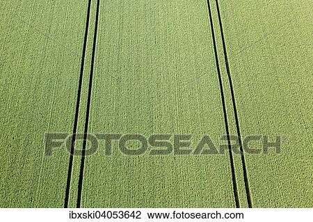 "Aerial view, green wheat field with tractor tracks, Landshut, Lower Bavaria, Bavaria, Germany, Europe" View Large Photo Image Stock Image - "Aerial view, green wheat field with tractor tracks, Landshut, Lower Bavaria, Bavaria, Germany, Europe". Fotosearch