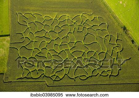 "Aerial view, maze in a maize field near Bad Sassendorf, North Rhine-Westphalia, Germany, Europe" View Large Photo Image Stock Photography - "Aerial view, maze in a maize field near Bad Sassendorf, North Rhine-Westphalia, Germany, Europe". Fotosearch