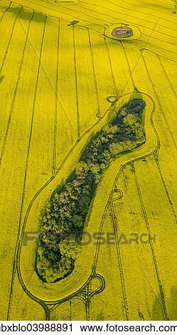 "Aerial view, Rape fields between Gohren and Klink on the Muritz lake, Gohren-Lebbin, Mecklenburg-Western Pomerania, Germany, Europe" View Large Photo Image Stock Image - "Aerial view, Rape fields between Gohren and Klink on the Muritz lake, Gohren-Lebbin, Mecklenburg-Western Pomerania, Germany, Europe". Fotosearch