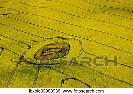 "Aerial view, Rape fields between Gohren and Klink on the Muritz lake, Gohren-Lebbin, Mecklenburg-Western Pomerania, Germany, Europe" View Large Photo Image Stock Photograph - "Aerial view, Rape fields between Gohren and Klink on the Muritz lake, Gohren-Lebbin, Mecklenburg-Western Pomerania, Germany, Europe". Fotosearch