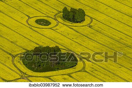 "Aerial view, rape fields in full bloom with enclosed groves, Gross Pankow Prignitz, Brandenburg, Germany, Europe" View Large Photo Image Stock Image - "Aerial view, rape fields in full bloom with enclosed groves, Gross Pankow Prignitz, Brandenburg, Germany, Europe". Fotosearch