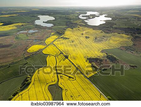 "Aerial view, rape fields nar Gustrow, Gutow, Mecklenburg Lake District, Mecklenburg-Western Pomerania, Germany, Europe" View Large Photo Image Picture - "Aerial view, rape fields nar Gustrow, Gutow, Mecklenburg Lake District, Mecklenburg-Western Pomerania, Germany, Europe". Fotosearch