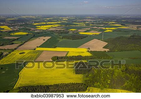"Aerial view, rape fields near Pritzwalk, Brandenburg, Germany, Europe" View Large Photo Image Stock Image - "Aerial view, rape fields near Pritzwalk, Brandenburg, Germany, Europe". Fotosearch