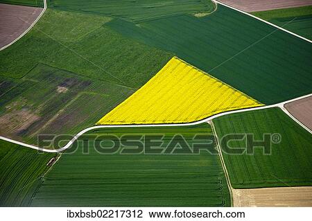 "Aerial view, rapeseed fields, corn fields, fields, district of Biberach an der Riss, Baden-Wuerttemberg, Germany, Europe" View Large Photo Image Stock Image - "Aerial view, rapeseed fields, corn fields, fields, district of Biberach an der Riss, Baden-Wuerttemberg, Germany, Europe". Fotosearch
