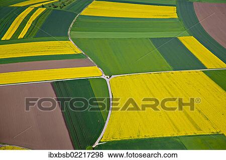 "Aerial view, rapeseed fields, corn fields, fields, district of Biberach an der Riss, Baden-Wuerttemberg, Germany, Europe" View Large Photo Image Stock Photo - "Aerial view, rapeseed fields, corn fields, fields, district of Biberach an der Riss, Baden-Wuerttemberg, Germany, Europe". Fotosearch