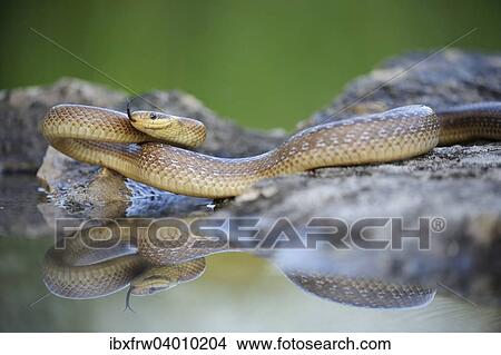"Aesculapian Snake (Zamenis longissimus) at water's edge, darting its tongue, reflection, Pleven region, Bulgaria, Europe" View Large Photo Image Picture - "Aesculapian Snake (Zamenis longissimus) at water's edge, darting its tongue, reflection, Pleven region, Bulgaria, Europe". Fotosearch