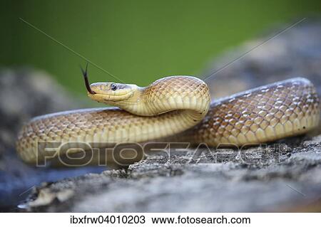 Stock Image - "Aesculapian Snake (Zamenis longissimus), darting its tongue, on stone, lambent, Pleven region, Bulgaria, Europe". Fotosearch