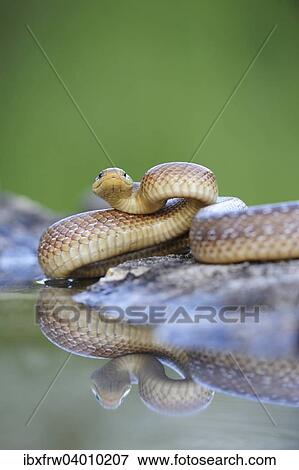 "Aesculapian Snake (Zamenis longissimus) at water's edge, reflection, Pleven region, Bulgaria, Europe" View Large Photo Image Stock Photo - "Aesculapian Snake (Zamenis longissimus) at water's edge, reflection, Pleven region, Bulgaria, Europe". Fotosearch