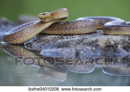 "Aesculapian Snake (Zamenis longissimus) at water's edge, reflection, Pleven region, Bulgaria, Europe" View Large Photo Image Stock Photo - "Aesculapian Snake (Zamenis longissimus) at water's edge, reflection, Pleven region, Bulgaria, Europe". Fotosearch