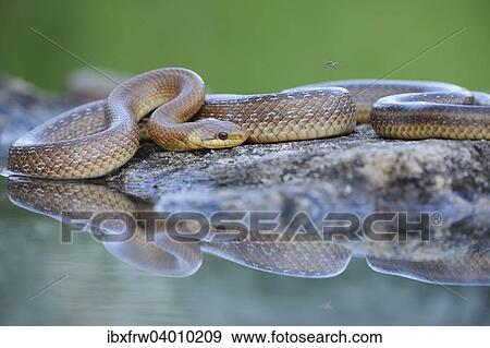"Aesculapian Snake (Zamenis longissimus) at water's edge, reflection, Pleven region, Bulgaria, Europe" View Large Photo Image Stock Photo - "Aesculapian Snake (Zamenis longissimus) at water's edge, reflection, Pleven region, Bulgaria, Europe". Fotosearch