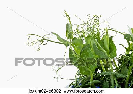 Affilla-cress View Large Photo Image Stock Image - Affilla-cress. Fotosearch