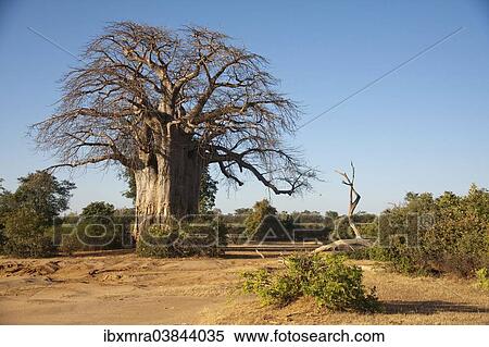 "African Baobab (Adansonia digitata) in bushland, Lower Zambezi, Zambia, Africa" View Large Photo Image Stock Photography - "African Baobab (Adansonia digitata) in bushland, Lower Zambezi, Zambia, Africa". Fotosearch
