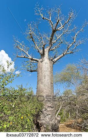 "African Baobab (Adansonia digitata), Andohahela National Park, near Fort-Dauphin or Tolagnaro, Madagascar, Africa" View Large Photo Image Stock Image - "African Baobab (Adansonia digitata), Andohahela National Park, near Fort-Dauphin or Tolagnaro, Madagascar, Africa". Fotosearch
