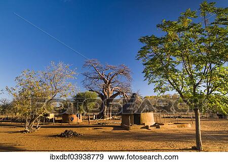 "African Baobab Tree (Adansonia digitata), adobe houses, Thohoyandou, Venda, Vhembe District, Limpopo Province, South Africa, Africa" View Large Photo Image Stock Photo - "African Baobab Tree (Adansonia digitata), adobe houses, Thohoyandou, Venda, Vhembe District, Limpopo Province, South Africa, Africa". Fotosearch