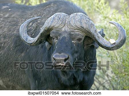 Picture - "African buffalo, affalo or cape buffalo (Syncerus caffer), Okavango Delta, Botswana, Africa". Fotosearch