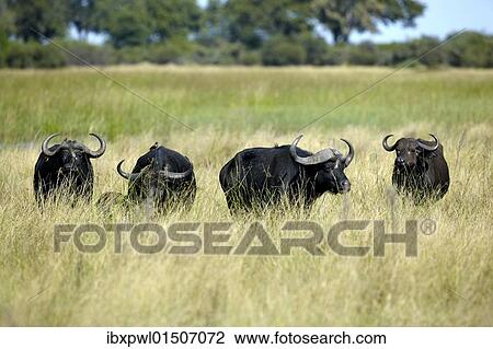 Stock Image - "African buffalo, affalo or cape buffalo (Syncerus caffer), Okavango Delta, Botswana, Africa". Fotosearch