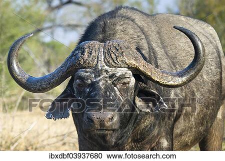 "African Buffalo or Cape Buffalo (Syncerus caffer), Kruger National Park, South Africa, Africa" View Large Photo Image Stock Image - "African Buffalo or Cape Buffalo (Syncerus caffer), Kruger National Park, South Africa, Africa". Fotosearch