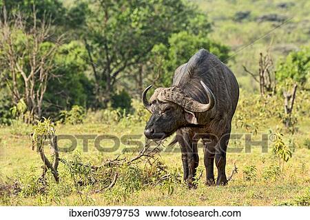 "African Buffalo or Cape Buffalo (Syncerus caffer), Arusha, Tanzania, Africa" View Large Photo Image Stock Image - "African Buffalo or Cape Buffalo (Syncerus caffer), Arusha, Tanzania, Africa". Fotosearch