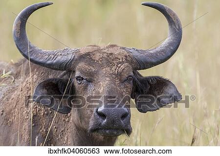 "African Buffalo or Cape Buffalo (Syncerus caffer), Murchinson Falls National Park, Uganda, Africa" View Large Photo Image Stock Image - "African Buffalo or Cape Buffalo (Syncerus caffer), Murchinson Falls National Park, Uganda, Africa". Fotosearch