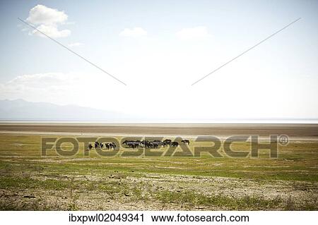 "African Buffalo or Cape Buffalo (Syncerus caffer), Lake Manyara National Park, Tanzania, Africa" View Large Photo Image Stock Image - "African Buffalo or Cape Buffalo (Syncerus caffer), Lake Manyara National Park, Tanzania, Africa". Fotosearch