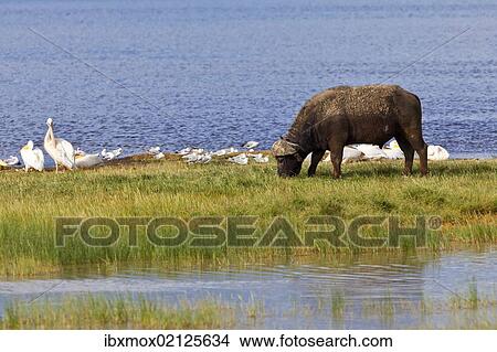 "African Buffalo (Syncerus caffer) and White Pelicans (Pelecanus onocrotalus), Lake Nakuru National Park, Kenya, East Africa, Africa, PublicGround, Africa" View Large Photo Image Picture - "African Buffalo (Syncerus caffer) and White Pelicans (Pelecanus onocrotalus), Lake Nakuru National Park, Kenya, East Africa, Africa, PublicGround, Africa". Fotosearch