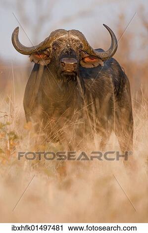 "African buffalo (Syncerus caffer), Chobe National Park, Botswana, Africa" View Large Photo Image Stock Image - "African buffalo (Syncerus caffer), Chobe National Park, Botswana, Africa". Fotosearch