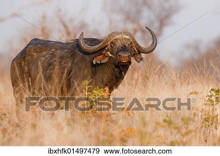 "African buffalo (Syncerus caffer), Chobe National Park, Botswana, Africa" View Large Photo Image Stock Photo - "African buffalo (Syncerus caffer), Chobe National Park, Botswana, Africa". Fotosearch