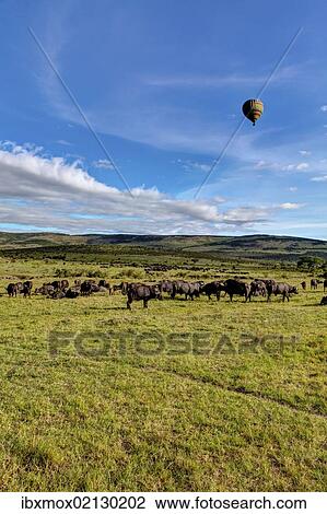 Stock Image - "African buffaloes, Cape buffalos (Syncerus caffer), large herd, Maasai Mara National Reserve, Kenya, East Africa, Africa, PublicGround, Africa". Fotosearch