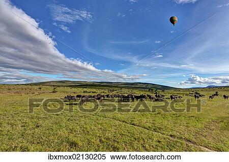 Stock Photography - "African buffaloes, Cape buffalos (Syncerus caffer), large herd, Maasai Mara National Reserve, Kenya, East Africa, Africa, PublicGround, Africa". Fotosearch