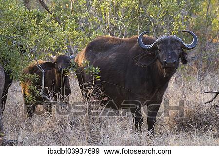 "African Buffaloes or Cape Buffaloes (Syncerus caffer), adult and calf, Kruger National Park, South Africa, Africa" View Large Photo Image Stock Photo - "African Buffaloes or Cape Buffaloes (Syncerus caffer), adult and calf, Kruger National Park, South Africa, Africa". Fotosearch