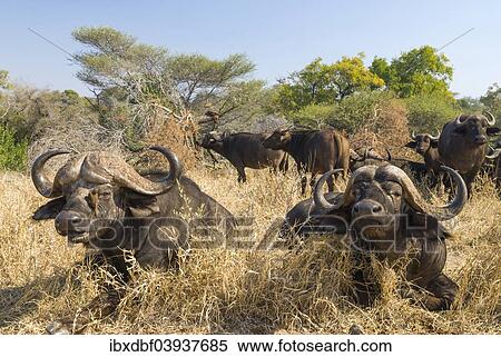 Stock Photography - "African Buffaloes or Cape Buffalose (Syncerus caffer) herd in the dry grass, Kruger National Park, South Africa, Africa". Fotosearch