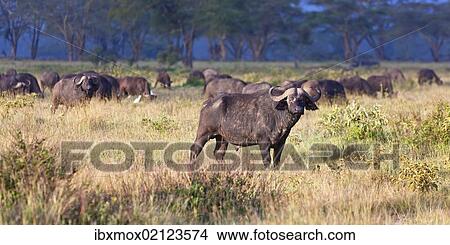 "African Buffalos (Syncerus caffer) in morning light, Lake Nakuru National Park, Kenya, East Africa, PublicGround, Africa" View Large Photo Image Picture - "African Buffalos (Syncerus caffer) in morning light, Lake Nakuru National Park, Kenya, East Africa, PublicGround, Africa". Fotosearch