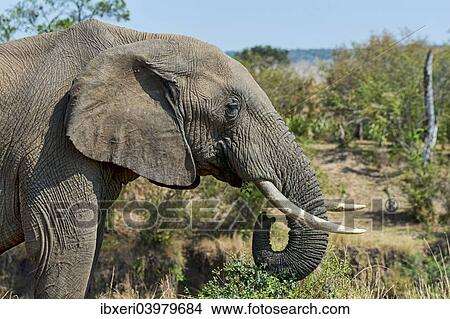 "African Bush Elephant (Loxodonta africana), Maasai Mara National Reserve, Kenya, Africa" View Large Photo Image Picture - "African Bush Elephant (Loxodonta africana), Maasai Mara National Reserve, Kenya, Africa". Fotosearch